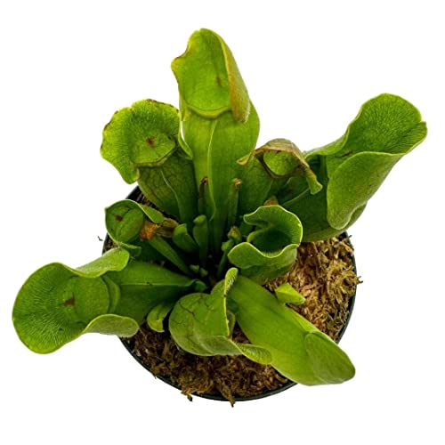 BubbleBlooms Jumbo Sweet Pitcher Plant, in a 3 Inch Pot, Carnivorous Plant, Sarracenia pitcherplant