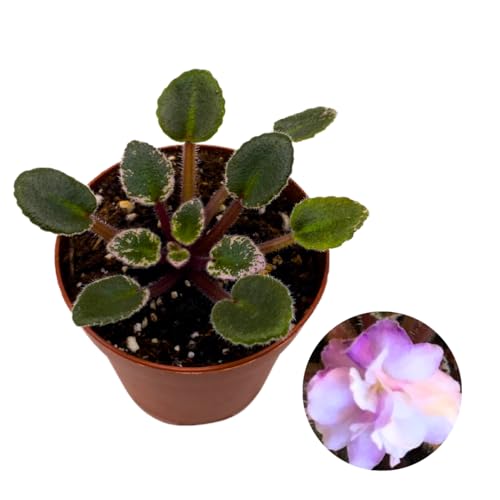 Harmony Foliage Mini African Violet Toy Castle Variegated 2 inch White Purple Flower