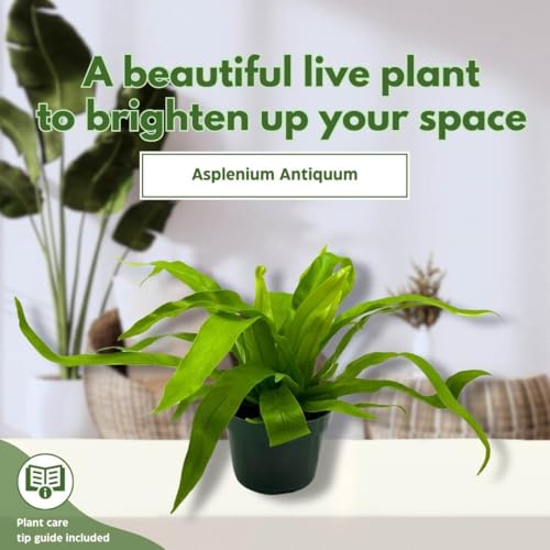 BubbleBlooms Bird Nest Fern, Nidus, 4 inch Asplenium Nidus, Bird's Nest