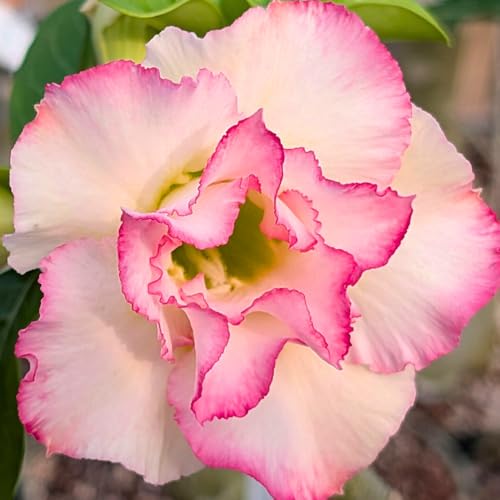 BubbleBlooms Desert Rose Pink Pearl in a 4 inch Pot Extremely Rare Flower