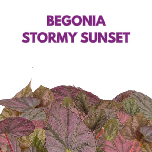 Harmony Foliage Harmony's Stormy Sunset Rhizomatous Begonia 6 inch Pink Rhizo