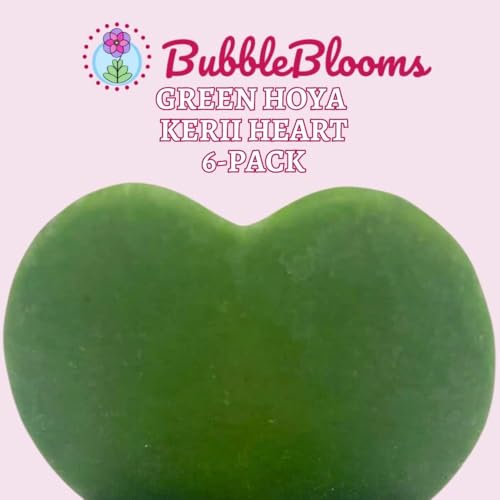 BubbleBlooms Hoya Kerrii Green Heart 6-Pack 2 inch Single Leaf No Node Sweetheart Mother's Day Valentine's Day Plant