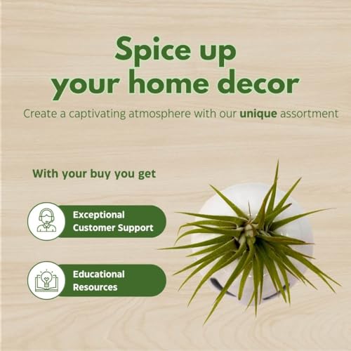 BubbleBlooms Halloween Mr. Bones Set of 3 Skull Air Plant Holder Resin Art Sculpture Hand Made