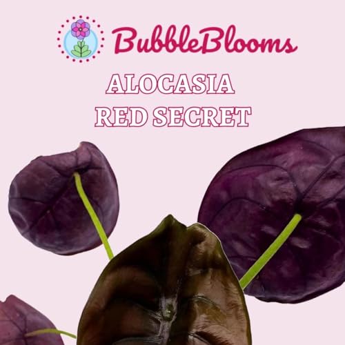 BubbleBlooms Alocasia Red Secret, Elephant Ear in 2 inch Pot