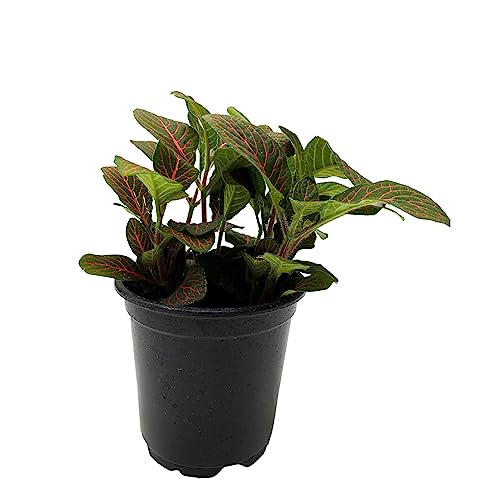 BubbleBlooms Red Nerve Plant, Fittonia Verschaffeltii, Ruby Red Mosaic Plant in a 4 inch Pot