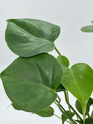 BubbleBlooms Monstera Deliciosa Split Leaf philodendron in a 4 inch Pot