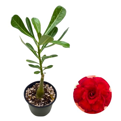 BubbleBlooms Desert Rose Dina in a 4 inch Pot Extremely Rare Flower