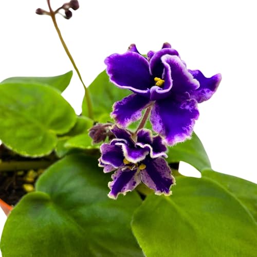 Harmony Foliage Rebel's Wild Wings African Violet Saintpaulia 4 inch