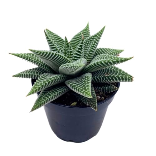 BubbleBlooms Haworthia Miami, 2 inch wandera Tropiflora Lace Aloe