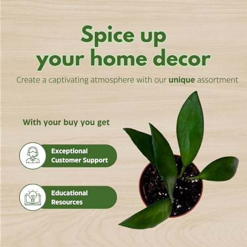 BubbleBlooms Hoya David Cummingii in a 2 inch Pot Tiny Mini Pixie Plant