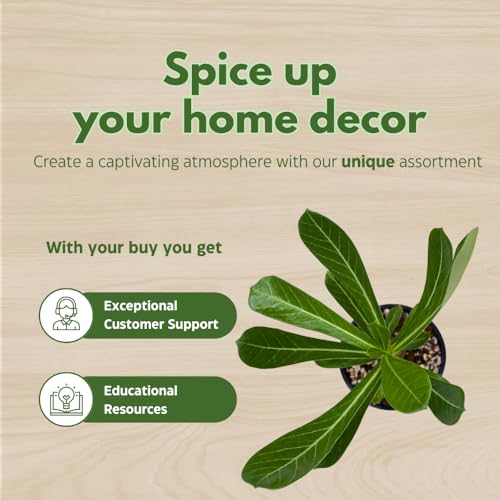 BubbleBlooms Desert Rose Dina in a 4 inch Pot Extremely Rare Flower