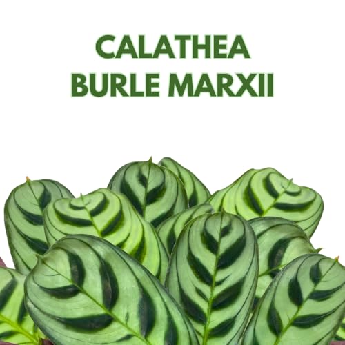 BubbleBlooms Calathea Burle Marxii in a 4 inch Pot Prayer Plant