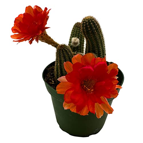 BubbleBlooms Peanut Cactus, Echinopsis chamaecereus in 4 inch Pot