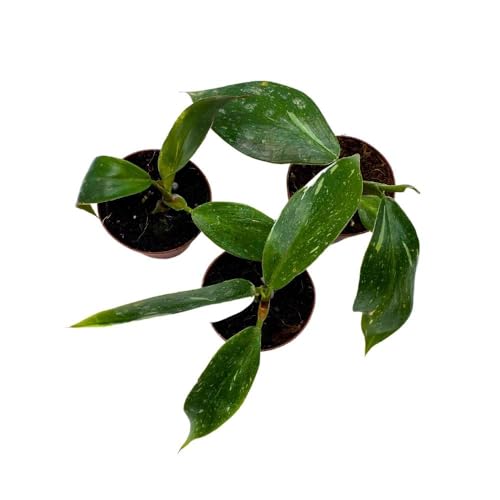 BubbleBlooms Philodendron White Knight 2 inch Set of 3 Rare Variegated Philo Tiny Mini Pixie Plants