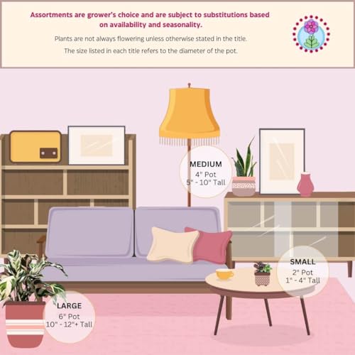 BubbleBlooms Calathea Assortment Set, 4 inch pots, Set of 3, Prayer Plant Variety, Great Indoor Houseplants, Rattlesnake, Stella, Medallion, Vittata