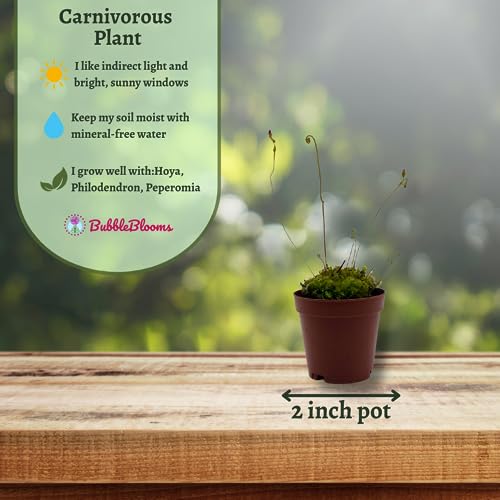BubbleBlooms Drosera, Sundews, Rare Carnivorous Plant, in 2 inch Pot Capensis Cape