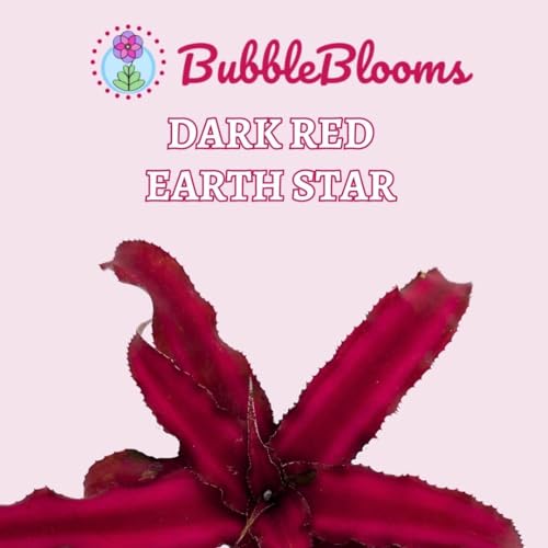 BubbleBlooms Cryptanthus Bivittatus, 2 inch Set of 3, Dark Red Earth Star Tiny Mini Pixie Plants