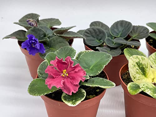 BubbleBlooms Harmony's African Violets Assortment Set, 4 inch pots 5 Different African Violet Plants