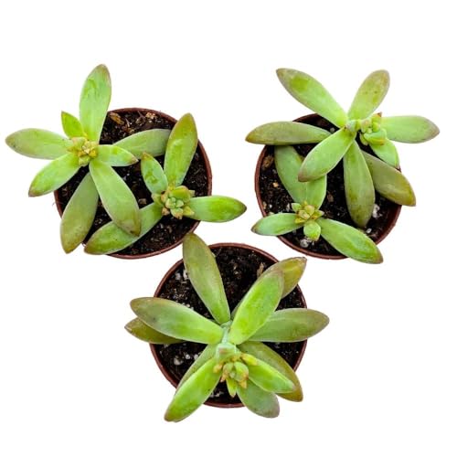 BubbleBlooms Coppertone Stonecrop, 2 inch Set of 3, Sedum Adolphi Garden Succulents Tiny Mini Pixie