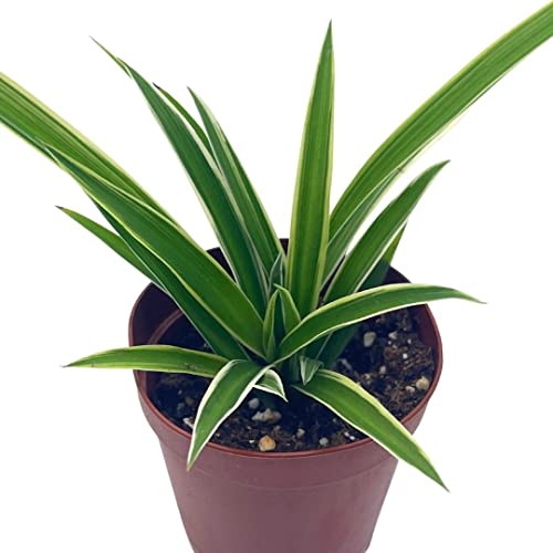 BubbleBlooms Spider Plant, Chlorophytum comosum, Limited, in a 2 inch Pot Tiny Mini Pixie Plant