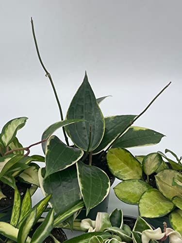 BubbleBlooms Premium Hoya Assortment Set 5 Different Premium Hoyas in 4 inch pots