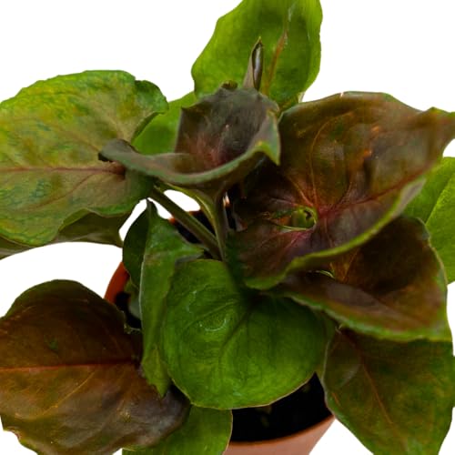 BubbleBlooms Syngonium Red Allusion in a 2 inch Pot Tiny Mini Pixie Plant