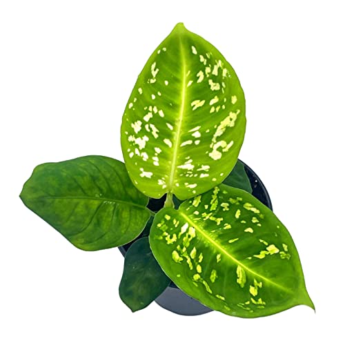 BubbleBlooms Dieffenbachia Reflector in a 4 inch Pot Dumb Cane House Plant Variegated