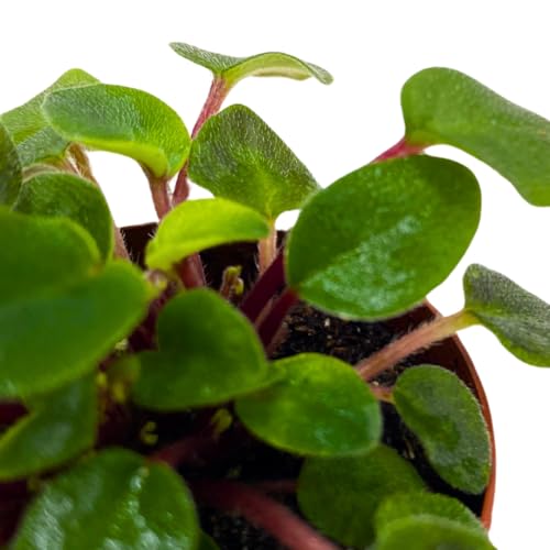 Harmony Foliage Mini African Violet Fun Trail 2 inch Purple Flower