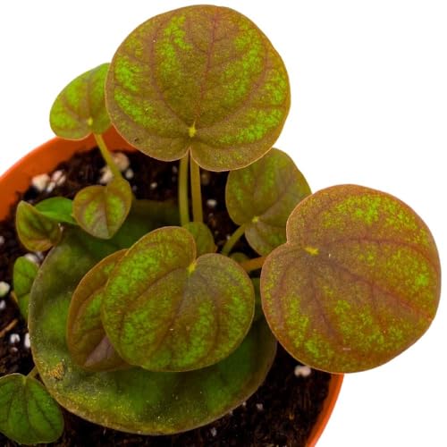 Harmony Foliage Peperomia Peppermill 2 inch Pixie pep