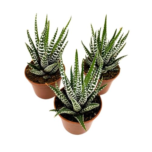 BubbleBlooms Haworthia Zebra Haworthiopsis attenuata, 2 inch Set of 3, Succulent Tiny Mini Pixie Plant