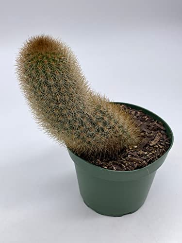 BubbleBlooms Echinopsis Tarijensis Texas Rainbow Cactus in a 4 inch Pot