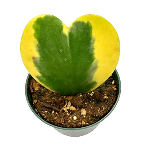 BubbleBlooms Hoya Variegated Kerrii Heart, in a 4 Inch Pot, Sweet Heart Plant, Heart Shaped Leaf, Valentine
