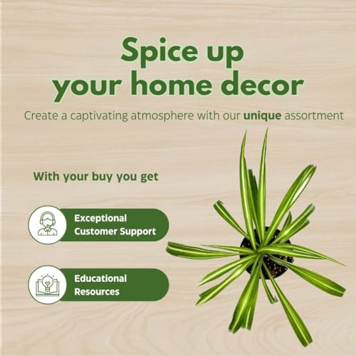 BubbleBlooms Spider Plant in a 4 inch Pot Chlorophytum comosum