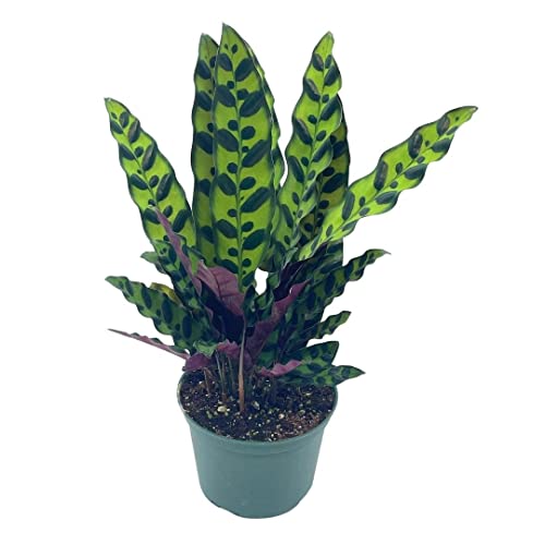 BubbleBlooms Rattlesnake Calathea Lancifolia, 6 inch Pot