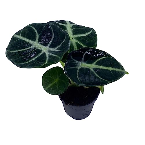 BubbleBlooms Alocasia Ninja, Black Ninja, Black Velvet Ninja in 2 inch Pot