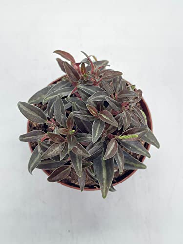 BubbleBlooms Peperomia Metallica in a 2 inch Pot Rare Pep