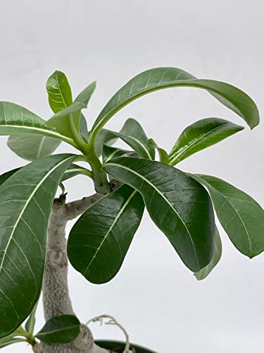 BubbleBlooms Desert Rose in a 6 inch Pot Adenium Obesum, Very Round Pot Belly Stump