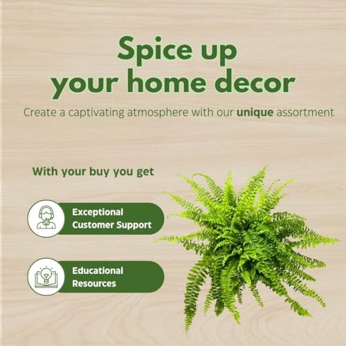 BubbleBlooms Boston Fern, in a 6 inch Pot, Nephrolepis exaltata,