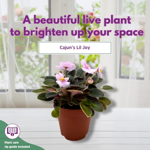 Harmony Foliage Mini African Violet Cajun's Lil Joy 2 inch Pink Flower