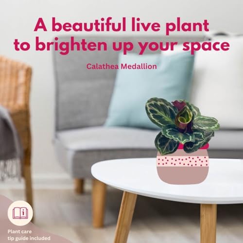 BubbleBlooms Calathea Medallion, Roseopicta in a 4 inch Pot Regal Rose, Rabbit Ear Prayer Plant