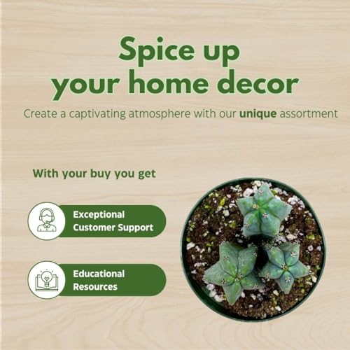 BubbleBlooms Blue Myrtle-Cactus, Myrtillocactus Geometrizans, Blue Candle Stick Cactus, in 4 inch Pot, Long Well Rooted & Healthy