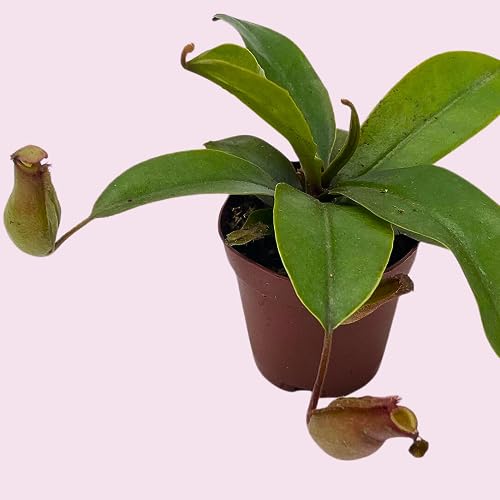 BubbleBlooms Winged Pitcher Plant, Carnivorous, in 2 inch Pot