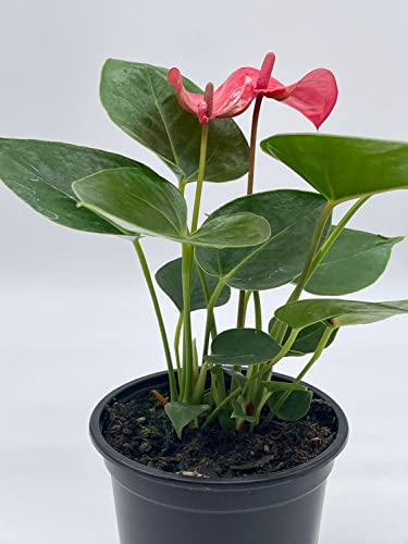 BubbleBlooms Anthurium Pink Flamingo Lily in 4 inch Pot