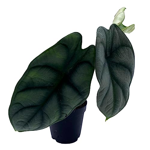 BubbleBlooms Alocasia Silver Dragon, Alocasia Baginda, Jewel Alocasia, Elephant Ear Silver Dragon in 2 inch Pot
