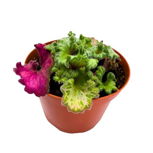 Harmony Foliage Curly Loki Pink Primulina in a 6 inch Pot Rare Variegated Gesneriad Flowering Indoor Chirita Plant