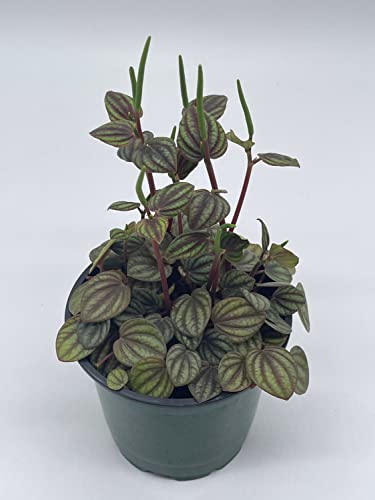 BubbleBlooms Peperomia Piccolo Banda, albovittata, in a 4 inch Pot, Rare Pep