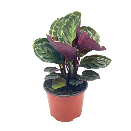 BubbleBlooms Calathea Medallion, Roseopicta in a 6 inch Pot Regal Rose, Rabbit Ear Prayer Plant