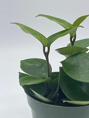 BubbleBlooms Hoya Carnosa Chelsea in a 4 inch Pot