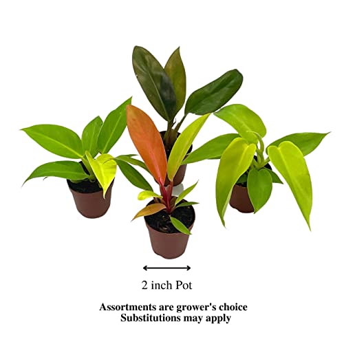BubbleBlooms Philodendron Assortment Set, 2 inch pots, 4 Different Philo Imperial House Plants