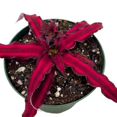 BubbleBlooms Dark Red Crpyanthus Earth Star in a 4 inch Pot
